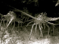   Road Atlantis was name this dive site... these guys were hiding under rocks coral... they knew spearfishing season beginning. site coral beginning  